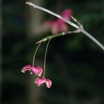 Euonymus latifolius Фрукт