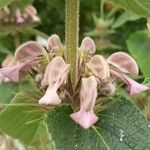 Phlomis samia Blodyn