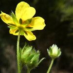 Potentilla pyrenaica Flower
