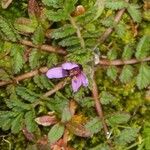 Erodium acaule Hoja