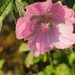 Malva thuringiacaFlor