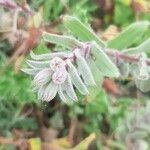 Nonea vesicaria Blatt