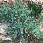 Dianthus rupicola Leaf