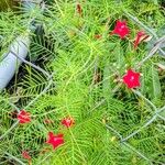 Ipomoea quamoclit Flower