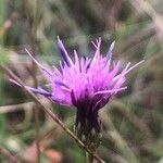 Serratula tinctoria Flower