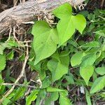 Ipomoea cordatotriloba Leaf