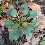 Plantago major Хабит