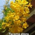 Tecoma stans花