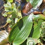 Potamogeton polygonifolius Likasa