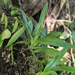Angraecum calceolus पत्ता