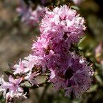 Rhododendron pubescens Flor