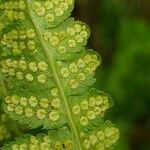 Dryopteris cristata Yaprak