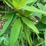 Desmodium canadense Blatt