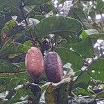 Dacryodes edulis Fruit
