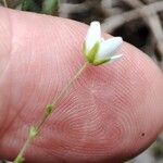 Sagina nodosa Flower