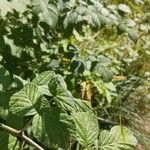 Rubus occidentalis Leaf