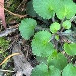 Saxifraga hirsuta Hoja