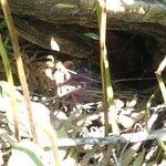 Thelypteris striata अन्य