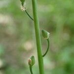 Calepina irregularis Fruit