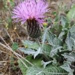 Klasea pinnatifida Flower