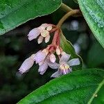 Medinilla venosa Blomma