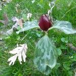 Trillium cuneatum Fleur