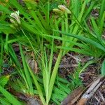 Freesia leichtlinii Blad