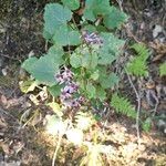 Pericallis papyracea Floro