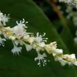 Reynoutria sachalinensis 花