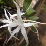 Aerangis gravenreuthii 花