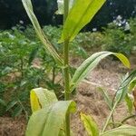 Camelina sativa പുറംതൊലി