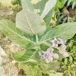 Calotropis gigantea Blatt