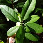 Ixora nicaraguensis Leaf