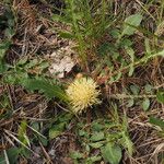 Centaurea acaulis Hábito