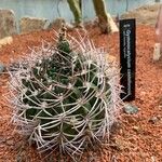 Gymnocalycium castellanosii Folio