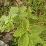 Rubus urticifolius Leaf