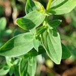 Hypericum maculatum Blatt