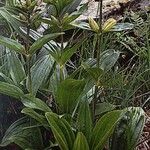 Gentiana punctata Habitat