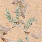 Astragalus vogelii Leaf