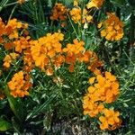 Erysimum odoratumFiore