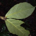 Cordia nodosa Blatt