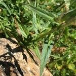 Epilobium palustre Листок