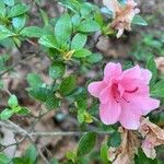 Rhododendron roseum Flor