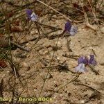 Linaria algarviana Habit