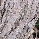 Actinidia deliciosa Corteza