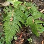 Dryopteris intermedia Hoja