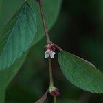 Melochia nodiflora Otro