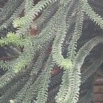 Araucaria biramulata Leaf