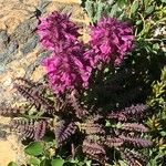 Pedicularis verticillata عادت