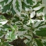 Duranta erecta Likasa